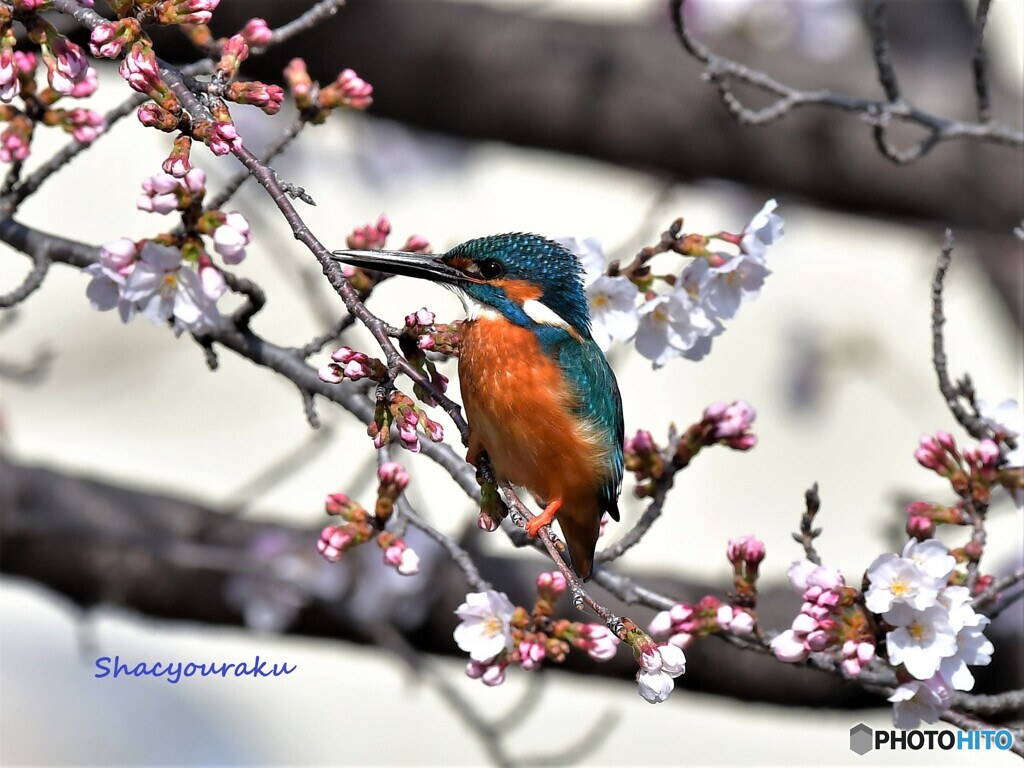 20220328　桜カワセミ➀