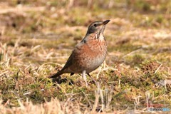 ハチジョウツグミその2