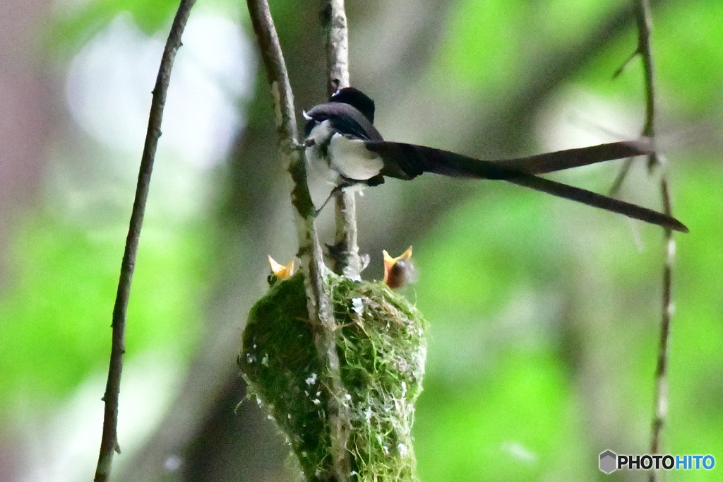 サンコウチョウの雛