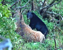 20180828 クマ-2