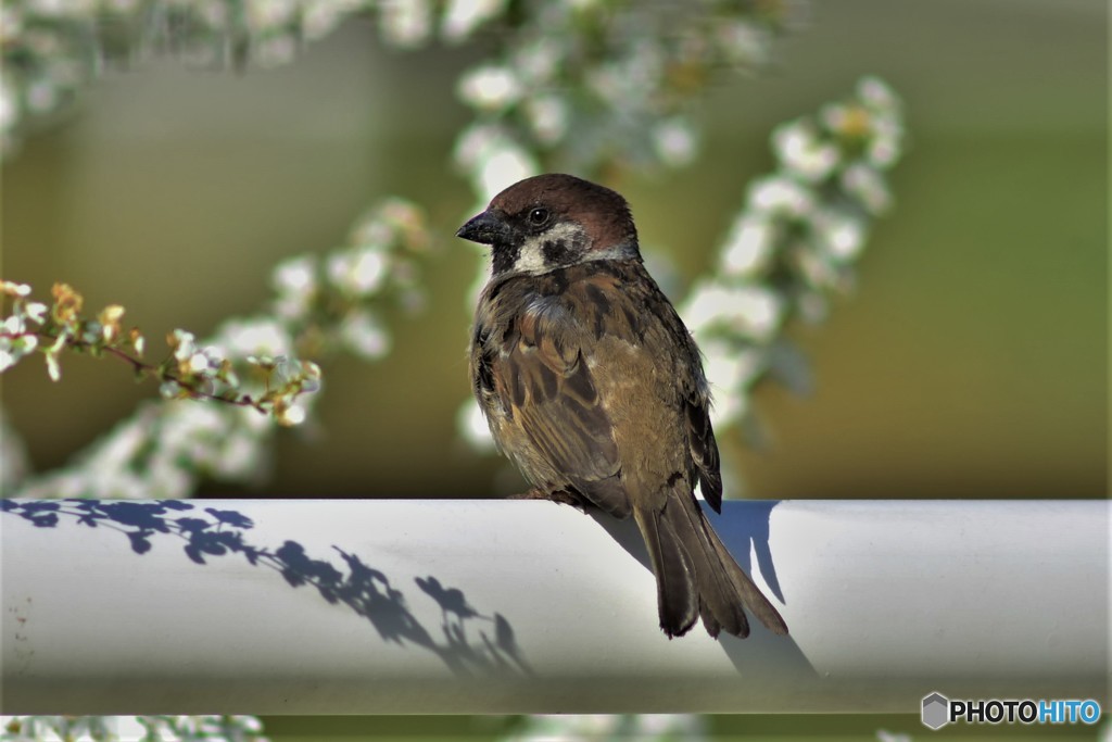 クロスズメ 20180330-4