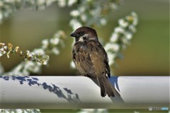 クロスズメ 20180330-4