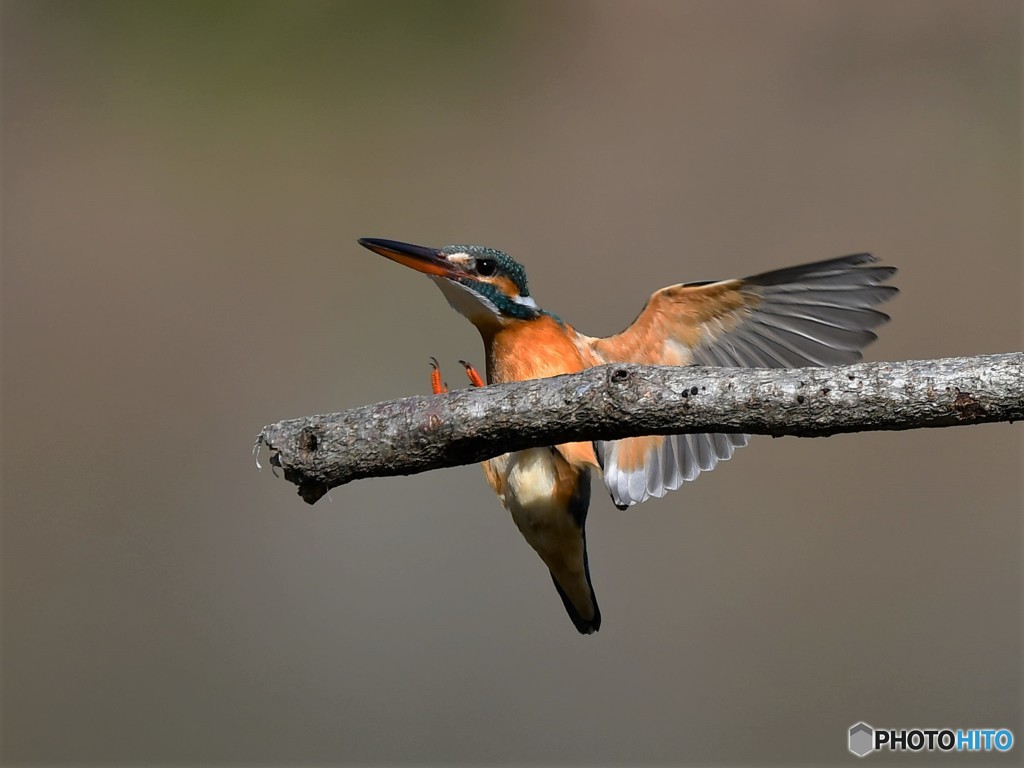 20190301-1　今日のカワセミ