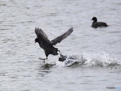 20181104-2　今日の一枚