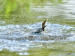 20190806　カワセミ-1