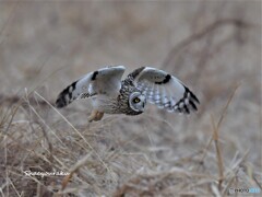 20220126　コミミズクの飛び出し➂