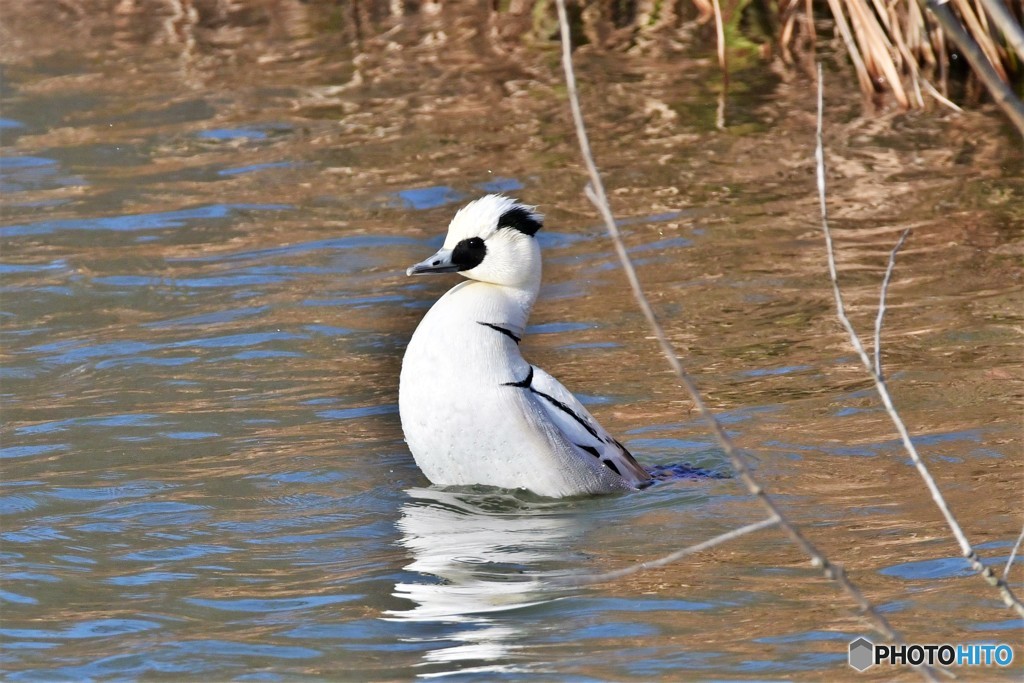 ミコアイサその2