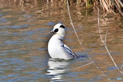 ミコアイサその2