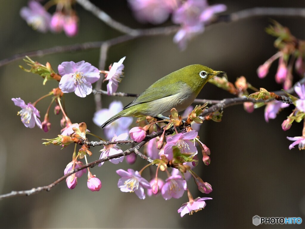 20200224　河津桜とメジロ-1