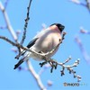 20190309-4　アカウソ