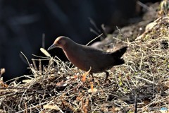 リュウキュウヒクイナ？？？