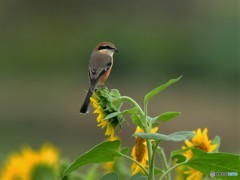 20181012　ヒマモズ
