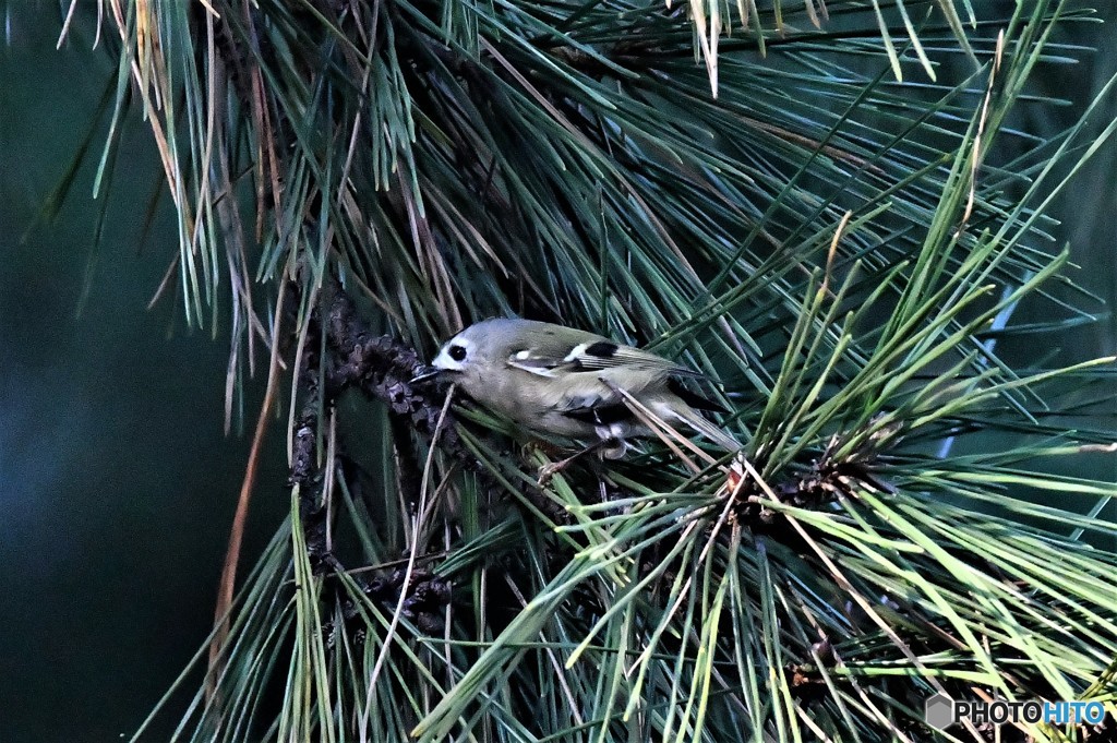 一番小さな鳥さん1