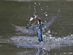 20190312-3　カワセミハイライト