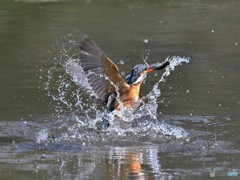 20190315-1　カワセミ