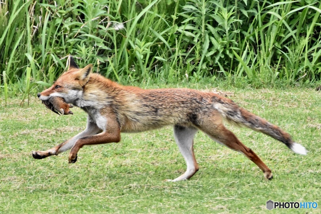 キツネ