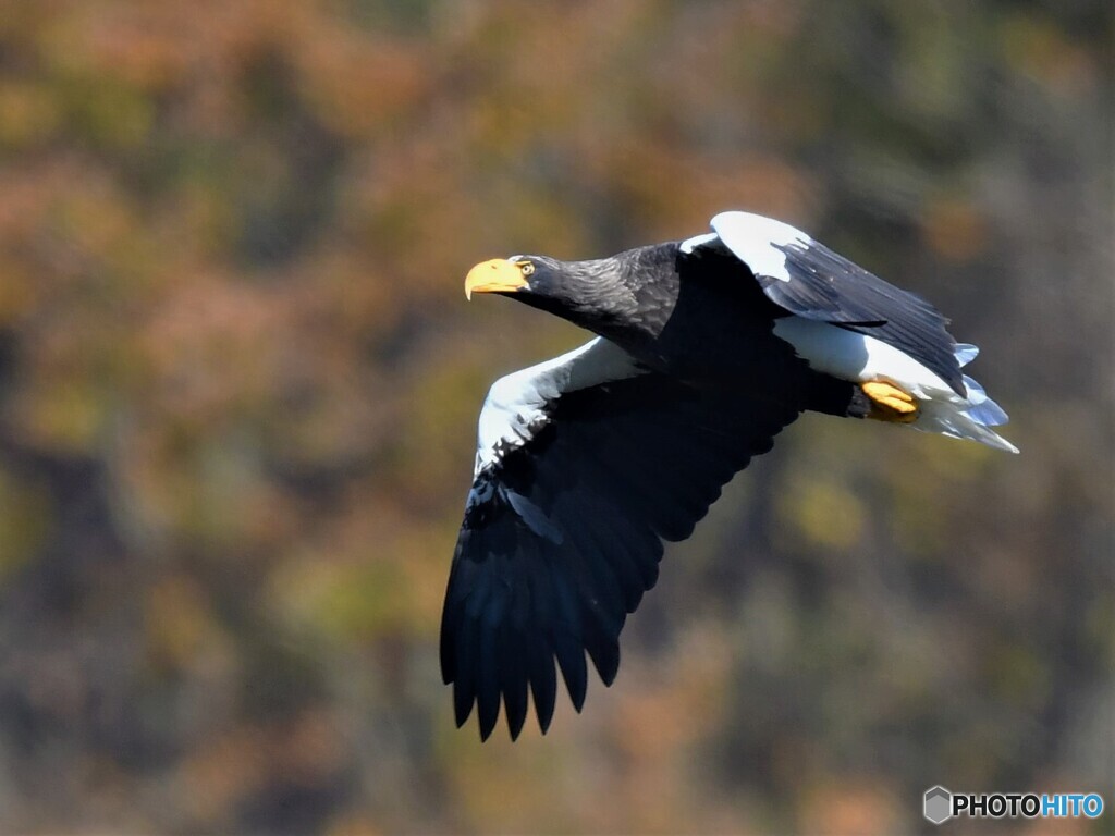 20201202　オオワシの紅葉飛翔-3