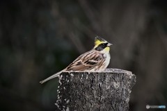 冠羽を立てて、