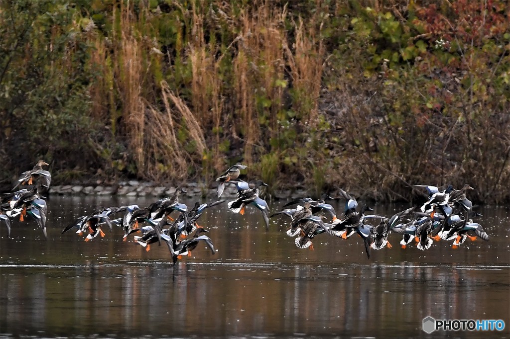 ハシビロガモの飛翔
