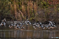 ハシビロガモの飛翔
