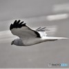 ハイチュウ飛翔その1