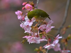 20190306-4　河津桜とメジロ