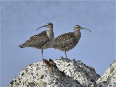 20190507-1　チュウシャクシギ