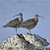 20190507-1　チュウシャクシギ