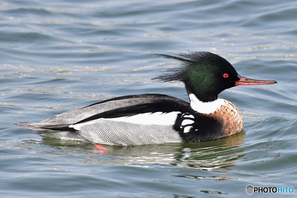 ウミアイサ20180224-1