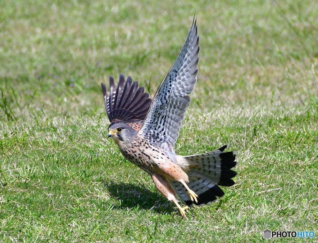Common Kestrel