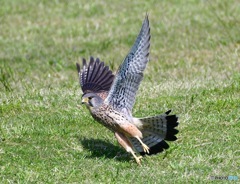 Common Kestrel