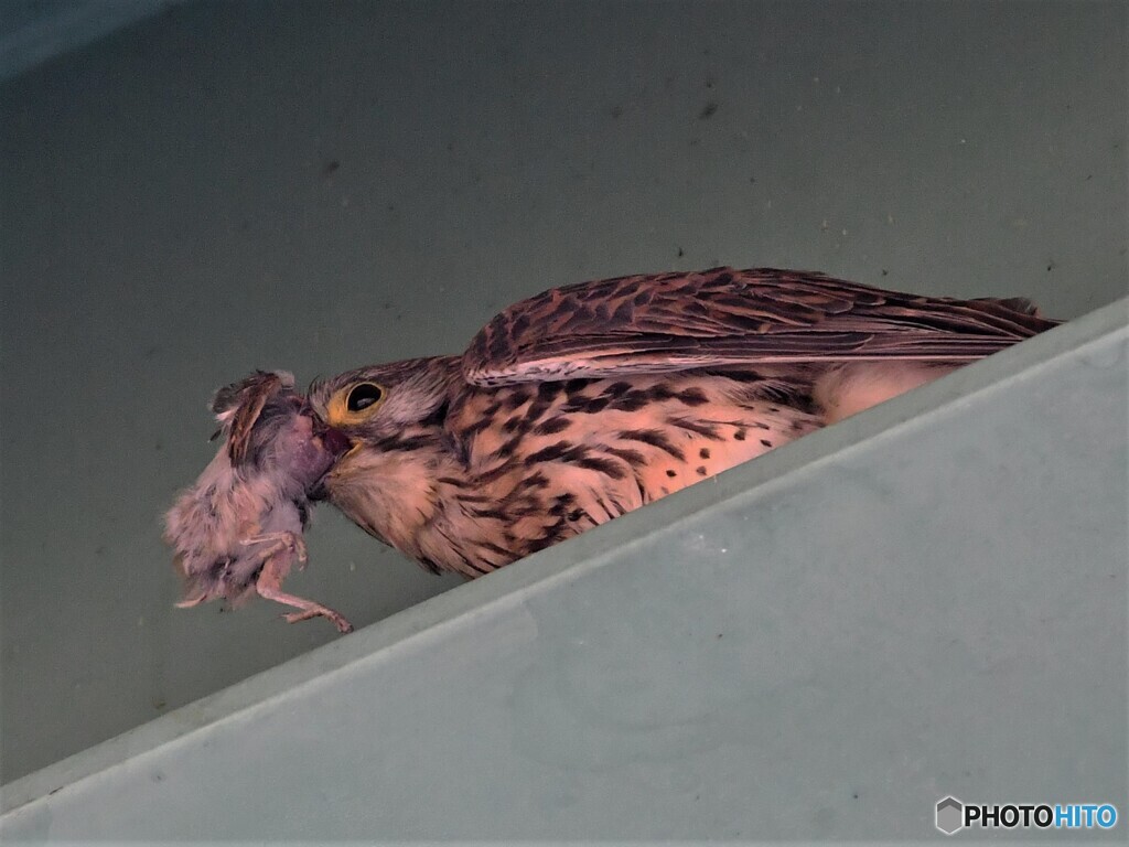 20200530 　チョウゲンボウの暇-4