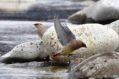 来年も飛来するのかな？その1