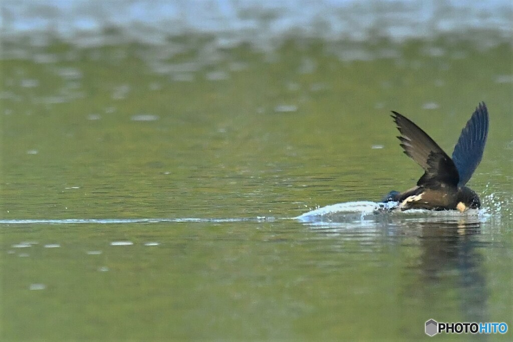 20190801　ハリオアマツバメ-4