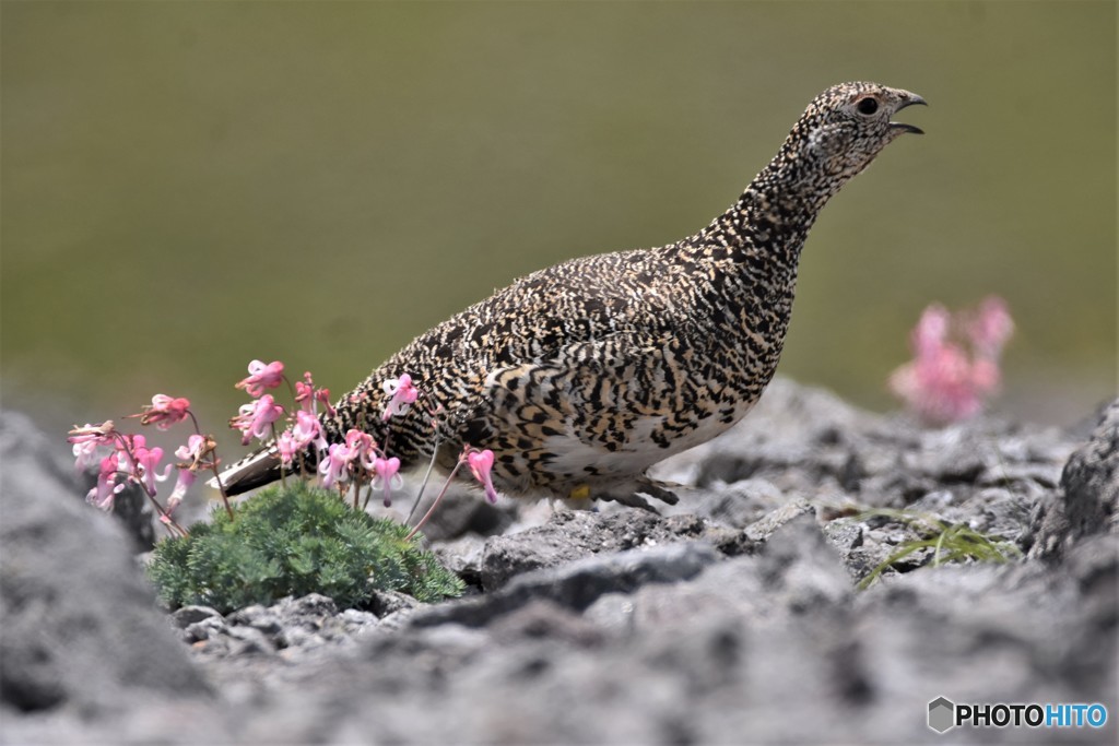20180722-2 ライチョウ