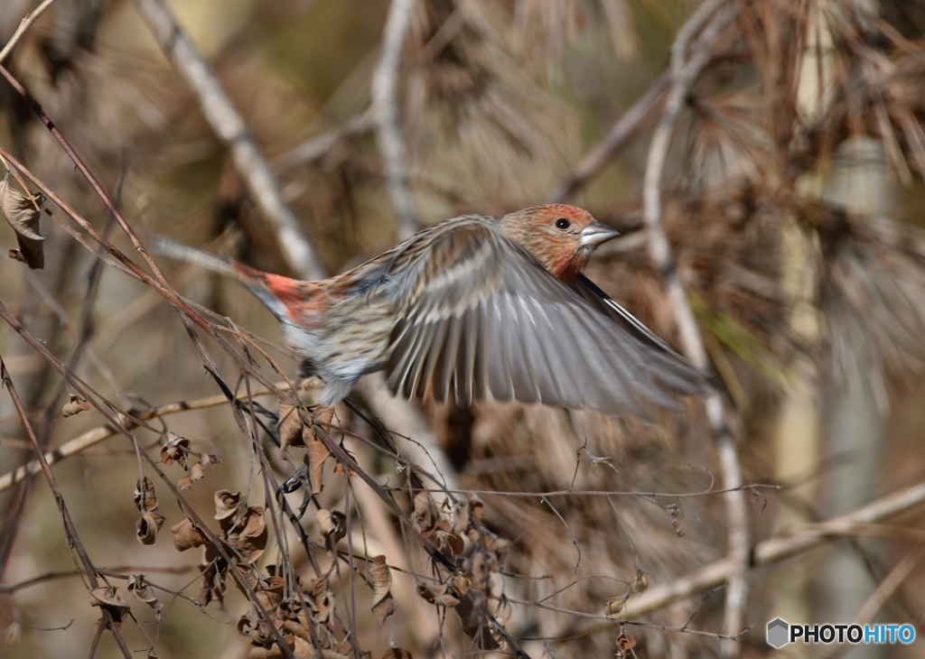 オオマシコその3