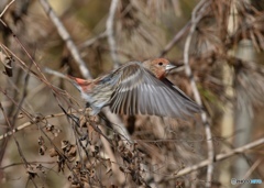 オオマシコその3