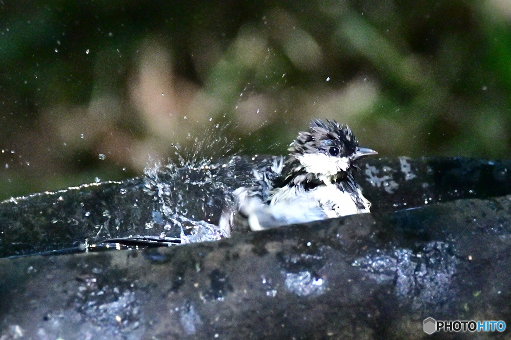 残暑厳しき折水浴び候