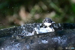 残暑厳しき折水浴び候