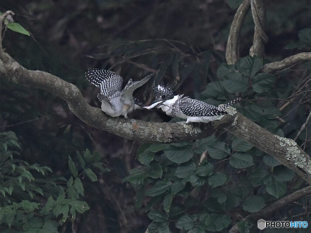 20200606　ヤマセミの雛-2