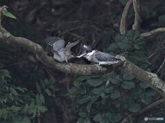 20200606　ヤマセミの雛-2