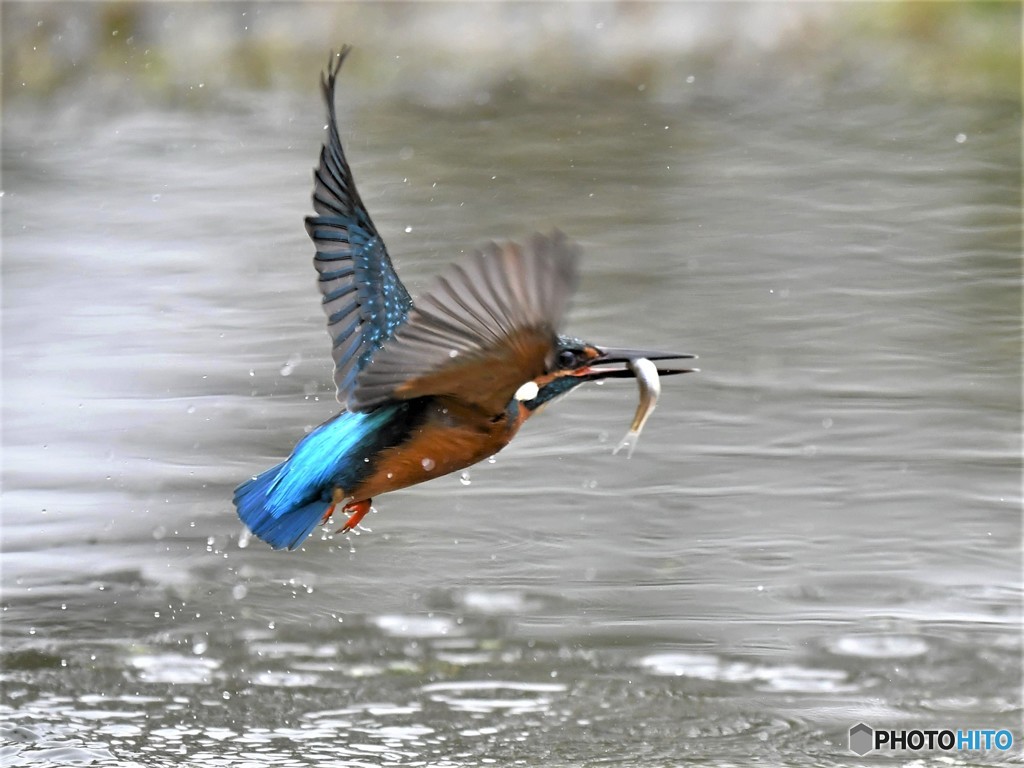 20190131-4　カワセミ