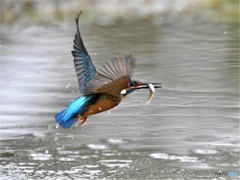 20190131-4　カワセミ