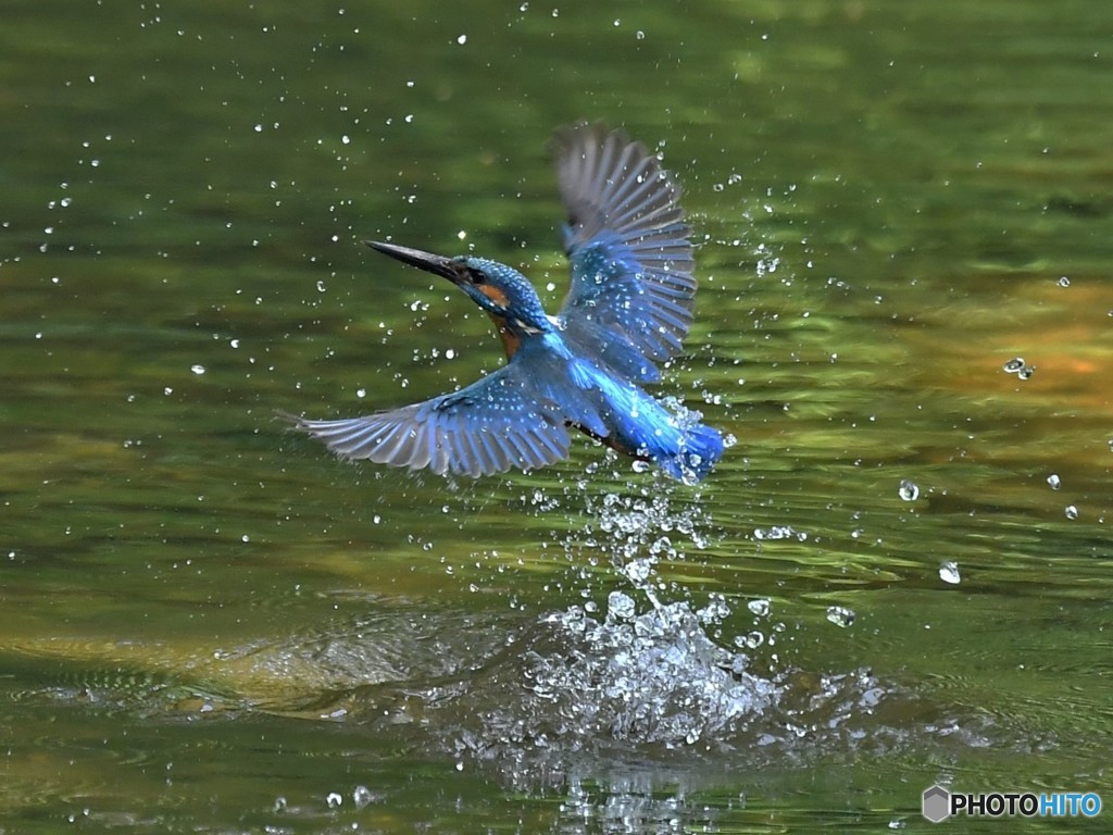 20190527-1　カワセミ