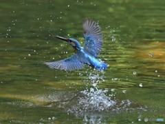 20190527-1　カワセミ