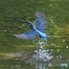 20190527-1　カワセミ