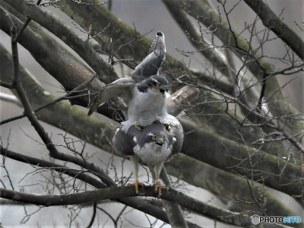 20190325-3　今日のオオタカ