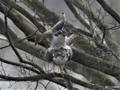 20190325-3　今日のオオタカ