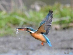 20210305　カワセミ-2