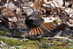 ハチジョウツグミその4